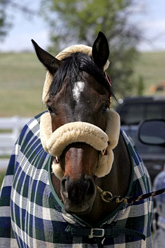 horse blanket and accessories