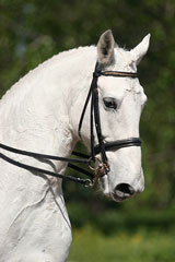 white horse wearing English riding tack